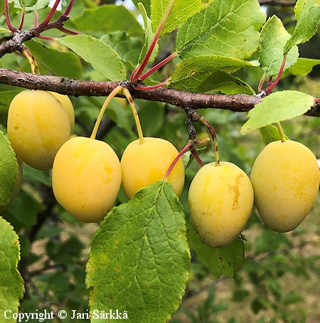 Prunus domestica 'Onega'-luumu.jpg